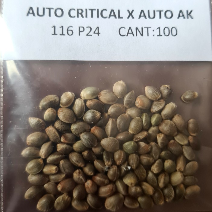 Auto CRITICAL x Auto AK-47 